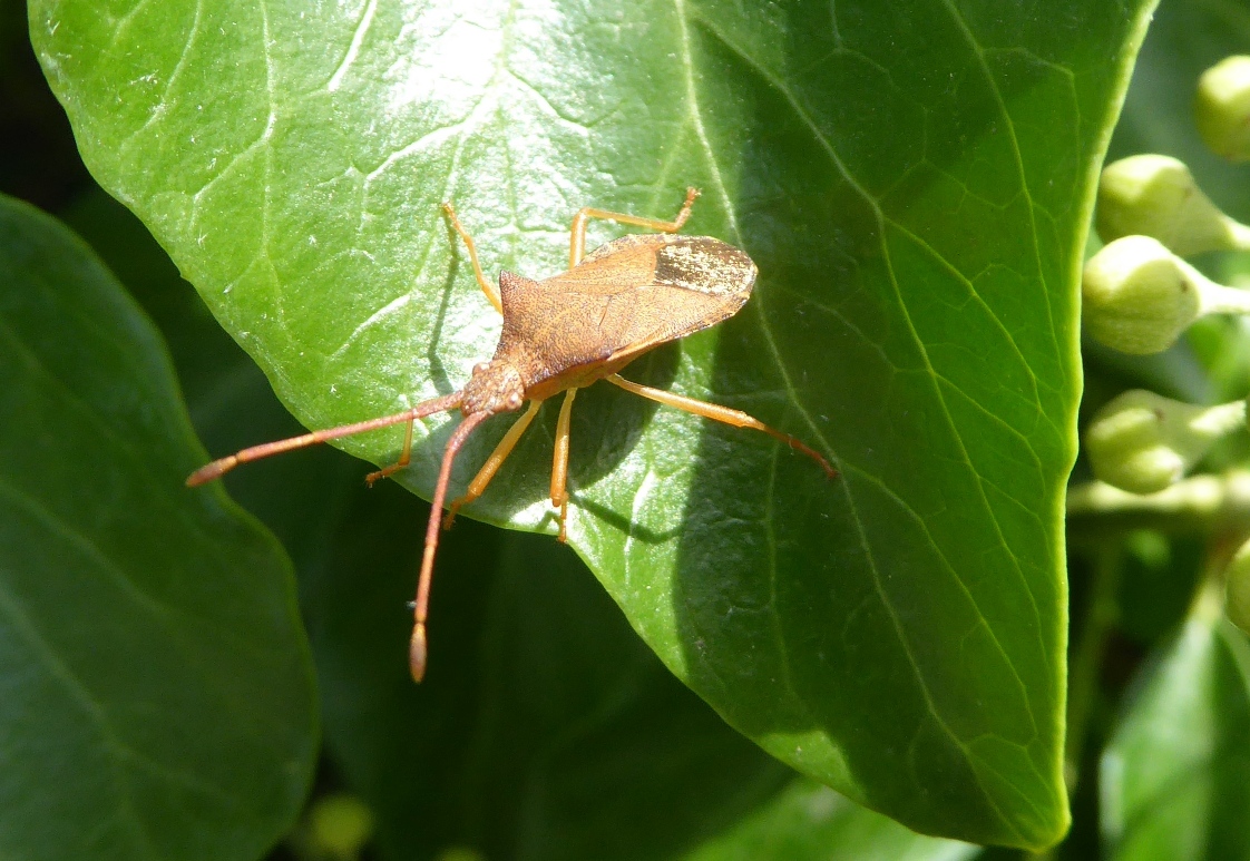 Arthropedia Insects on Ivy