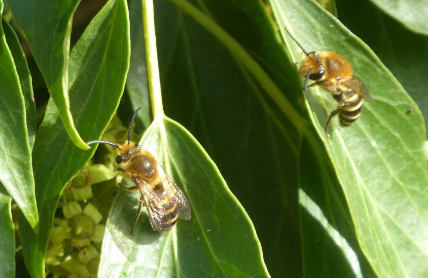 Arthropedia - Insects on Ivy
