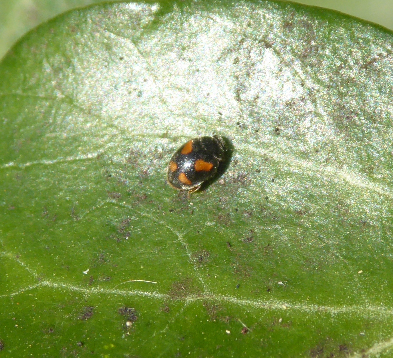 Arthropedia - Insects on Ivy