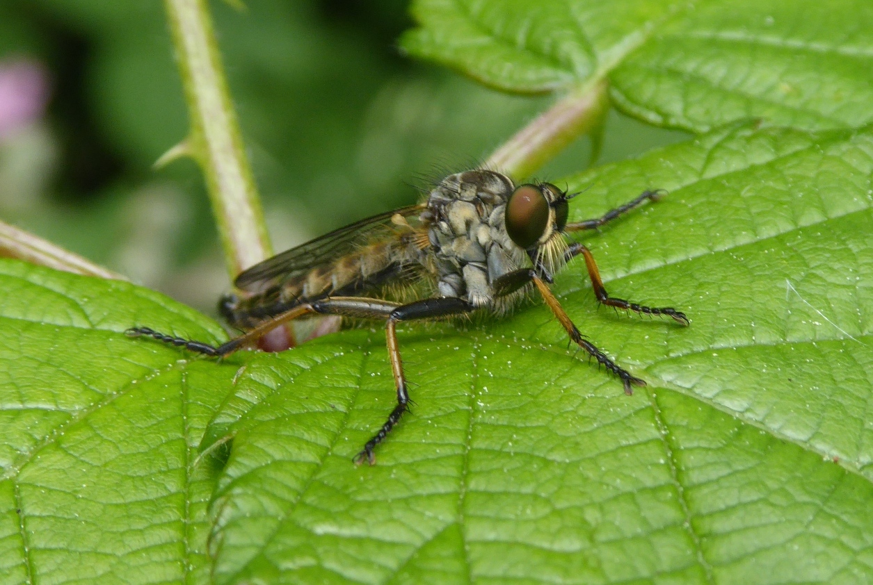 Arthropedia - Robberflies